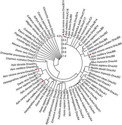 Differential Expression Characterisation of the Heat Shock Proteins DnaJB6, DnaJshv, DnaJB13, and DnaJB14 in Apis cerana cerana Under Various Stress Conditions